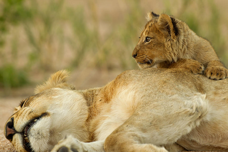 Lion Photograph - Lioness And Cub by Lyle Gregg