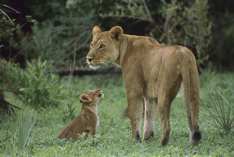 Lioness And Cub Moremi Botswana Photograph by Gerry Ellis