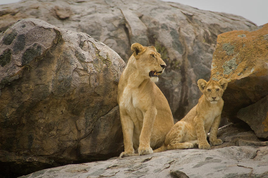 lioness and cub lioness and cub