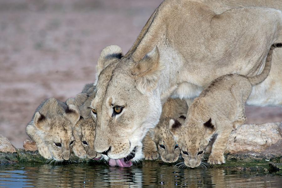 Lioness And Cubs Drinking Photograph by Tony Camacho