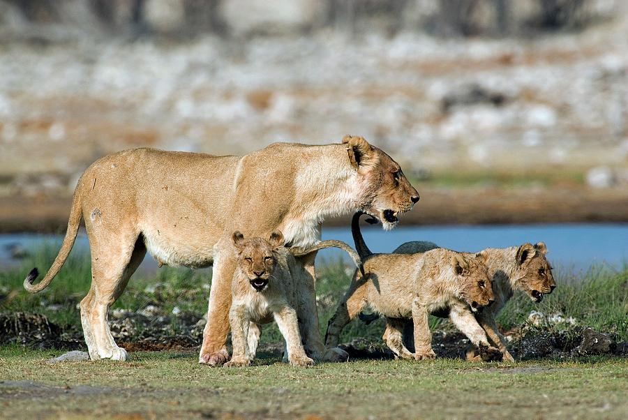 lioness and cub lioness and cub