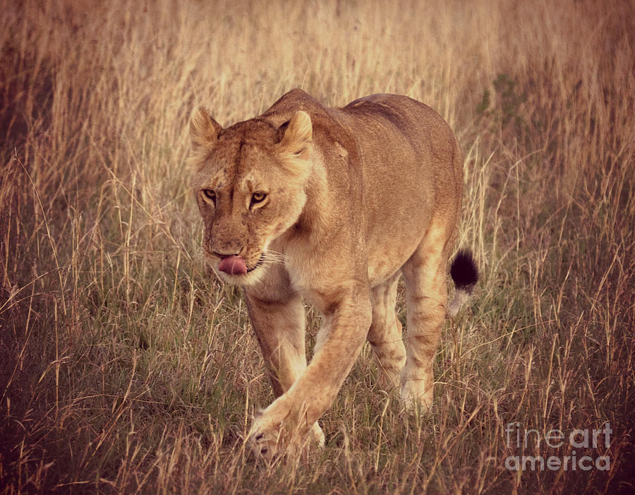 Lioness at Dusk Photograph by Chris Scroggins