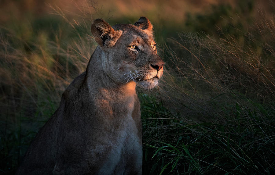 Wildlife Photograph - Lioness At Firt Day Ligth by Xavier Ortega