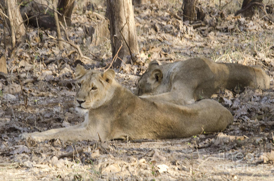 Lioness at Gir Photograph by Pravine Chester