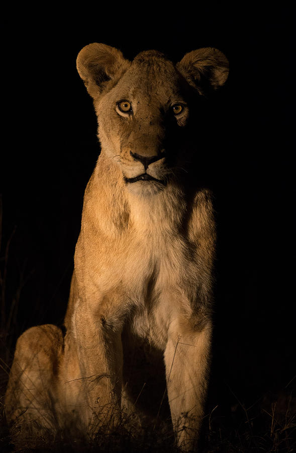 Lioness at Night Photograph by Max Waugh