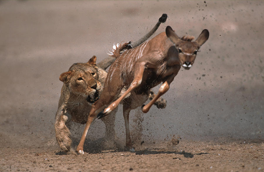 Lioness attacking and killing kudu. Etosha National Park. Namibia. Photograph by Martin Harvey