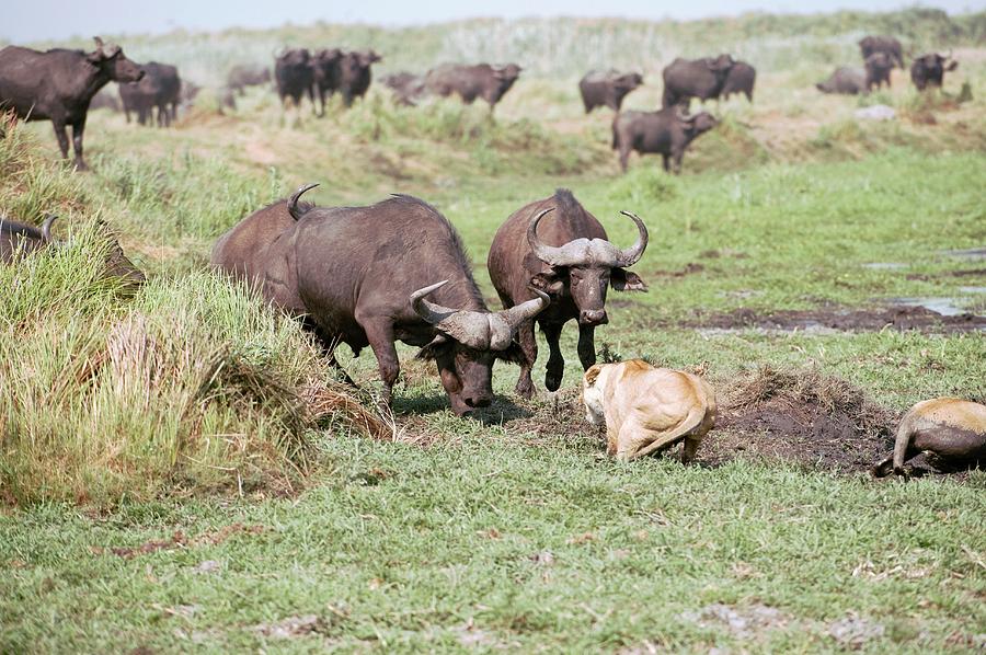 Buffalo Photograph - Lioness Being Charged By Buffalo by Dr P. Marazzi/science Photo Library