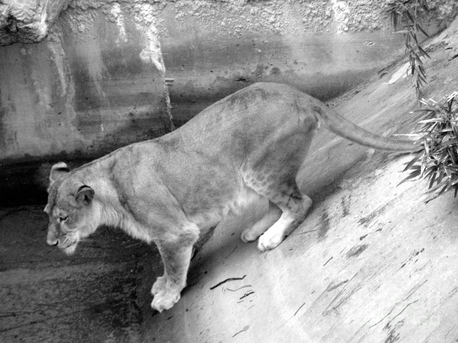 Lioness Black And White Photograph