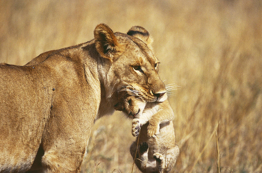 Lioness Carrying Cub In Its Mouth Photograph By Mary Beth Angelo Pixels   Lioness Carrying Cub In Its Mouth Mary Beth Angelo 