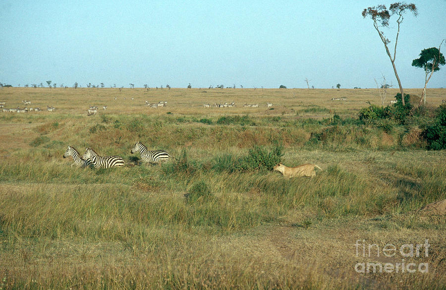 Lion Photograph - Lioness Chasing Zebras by Gregory G. Dimijian, M.D.