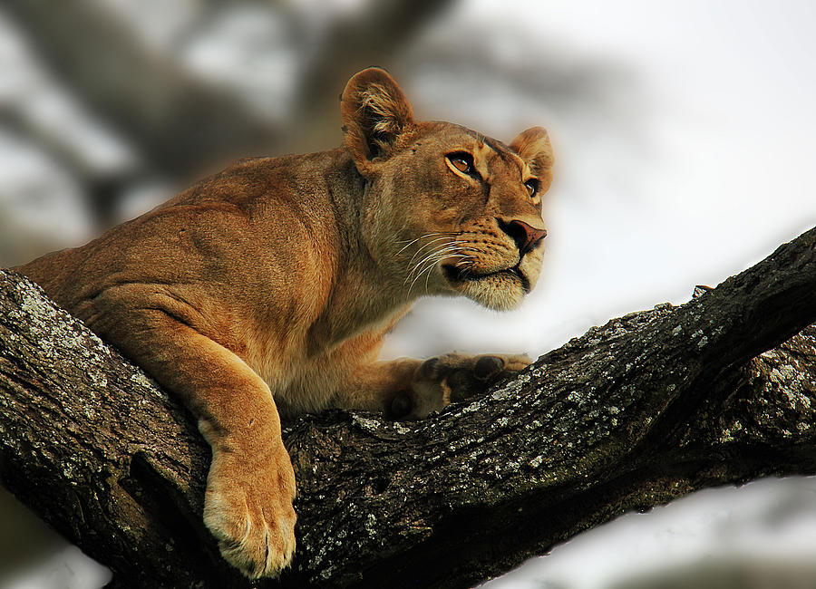 Lioness Photograph by Christine Sponchia