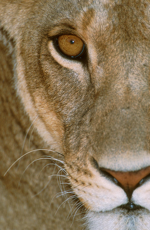 Lion Photograph - Lioness Close-up Tanzania Africa by Panoramic Images