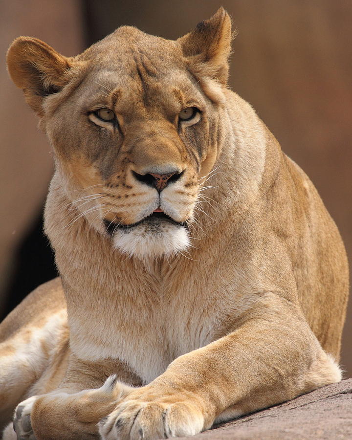 Lioness Photograph by Coby Cooper