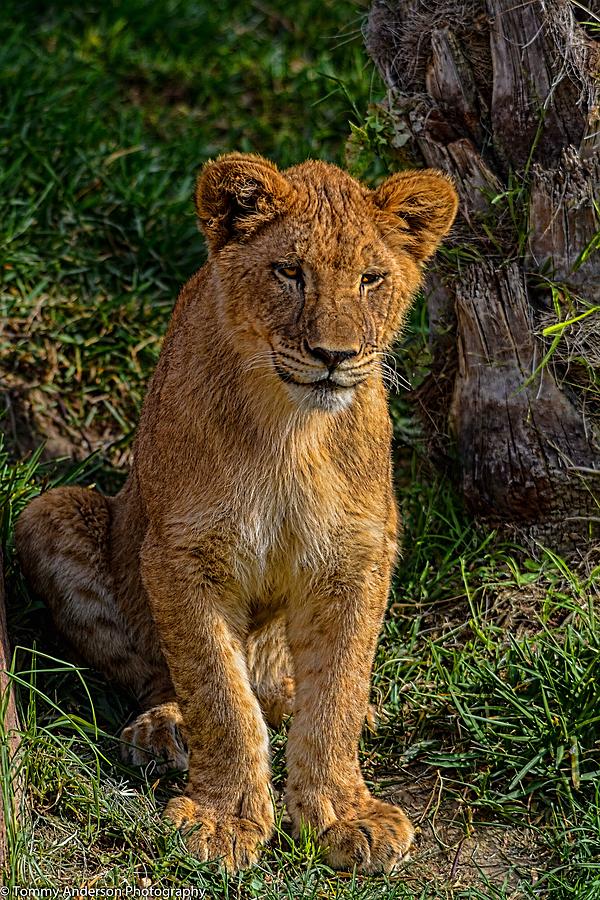 Lioness Cub 2 Photograph