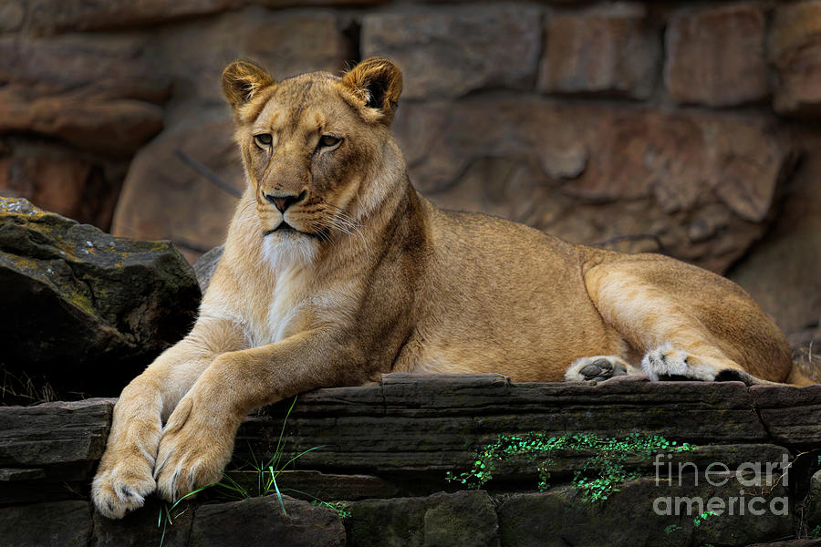 Lioness Photograph by D Wallace
