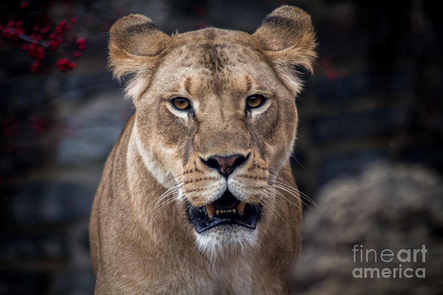 Wildlife Photograph - Lioness by David Rucker