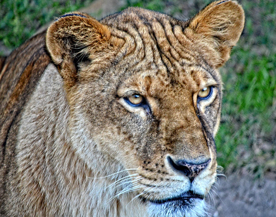 Lioness Deep in Thought HDR Photograph by Maggy Marsh