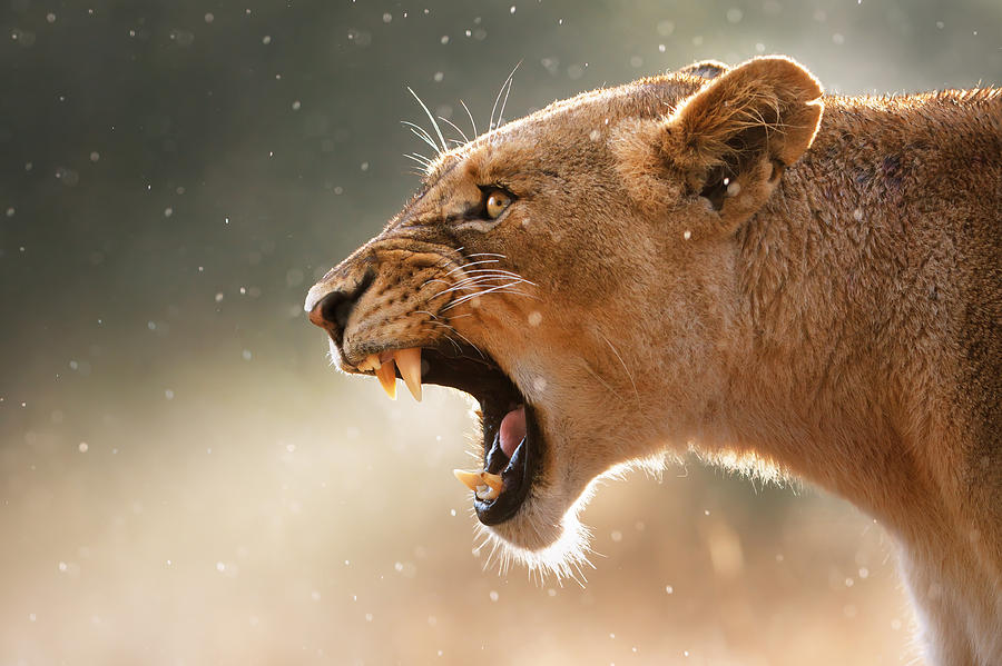 Lion Photograph - Lioness displaying dangerous teeth in a rainstorm by Johan Swanepoel