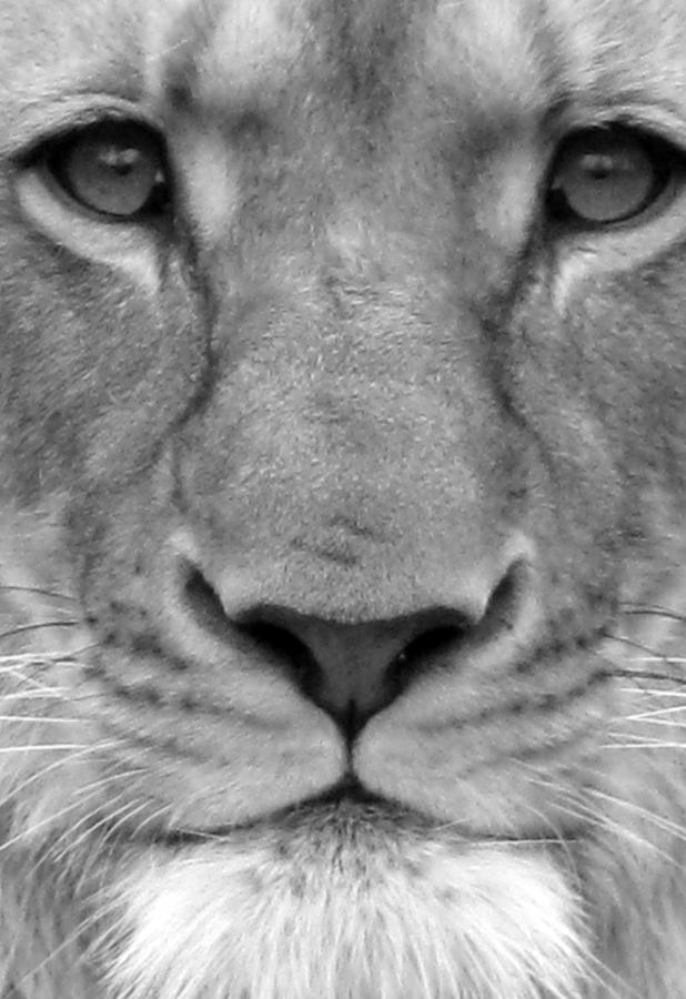 Lioness - Facetime - BW Photograph by Pamela Critchlow