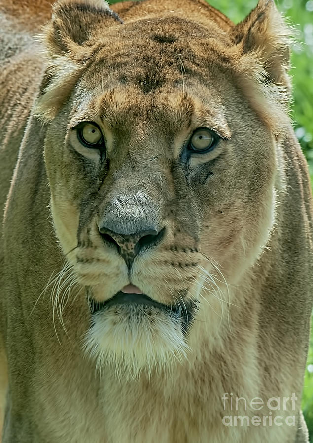 Lioness Female Lion 2 Photograph by Chris Thaxter