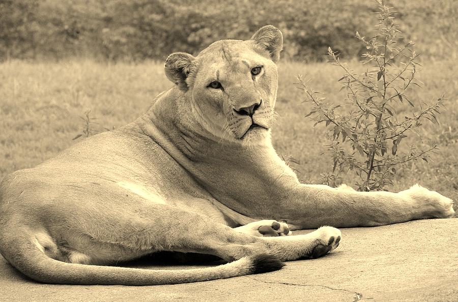 Lioness Gaze sepia Photograph by Elizabeth Sullivan