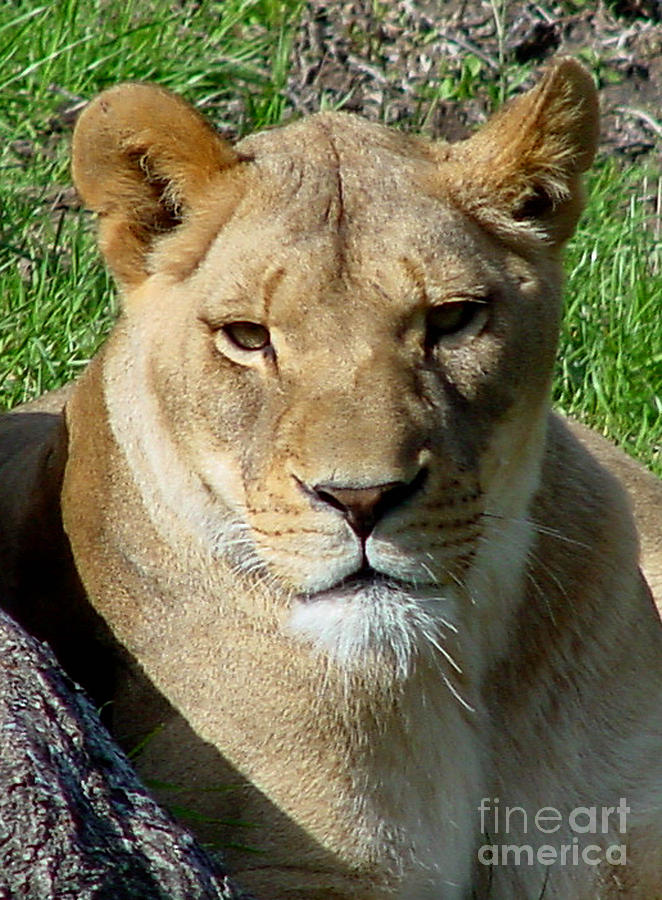 Mammal Photograph - Lioness by Gary Gingrich Galleries