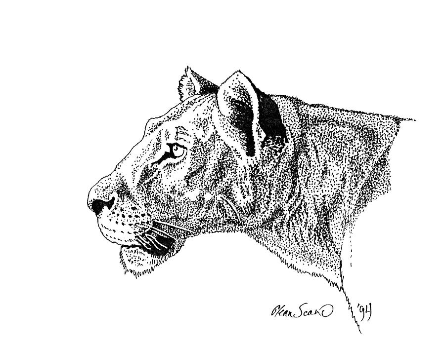 Lioness Drawing by Glenn Scano
