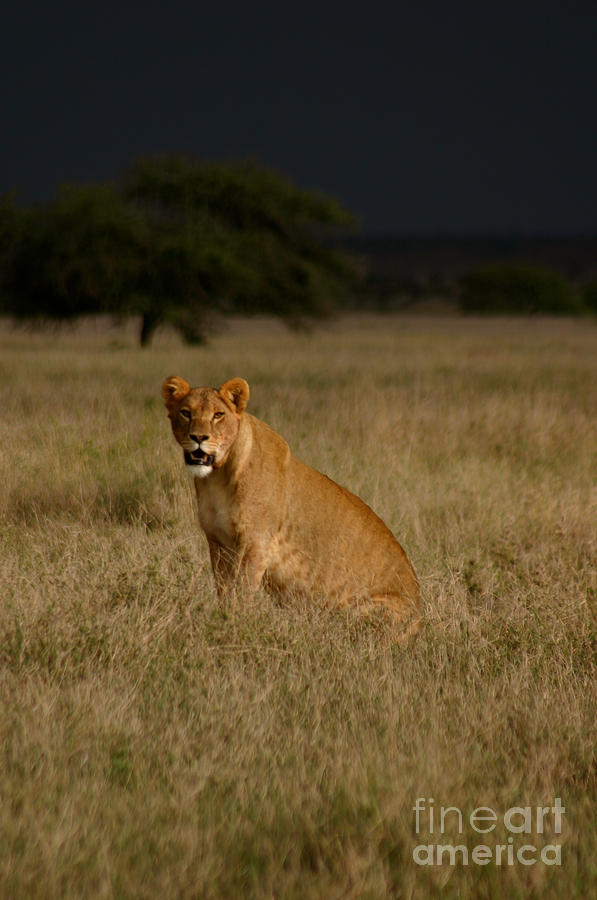 Wildlife Photograph - Lioness in a Storm by Alison Kennedy-Benson