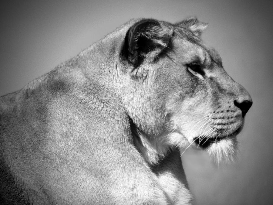 Lioness in Black and White Photograph by Lynn Bolt