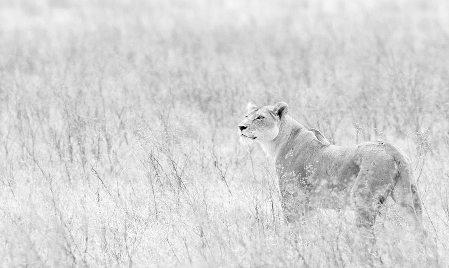 Lioness in Black and White Photograph by Max Waugh
