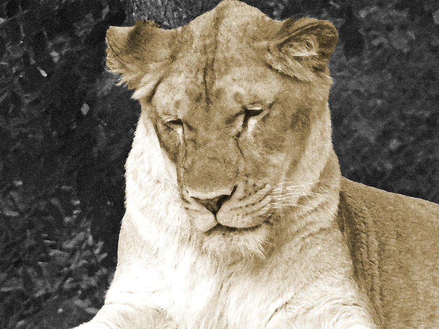 Lioness In Contemplation Photograph