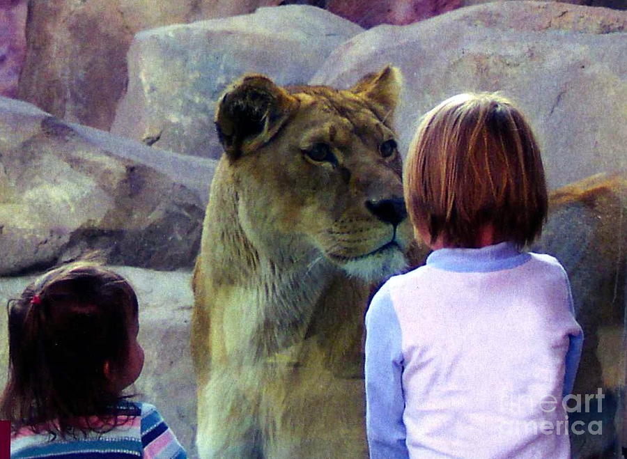 Lioness In Palm Desert Photograph