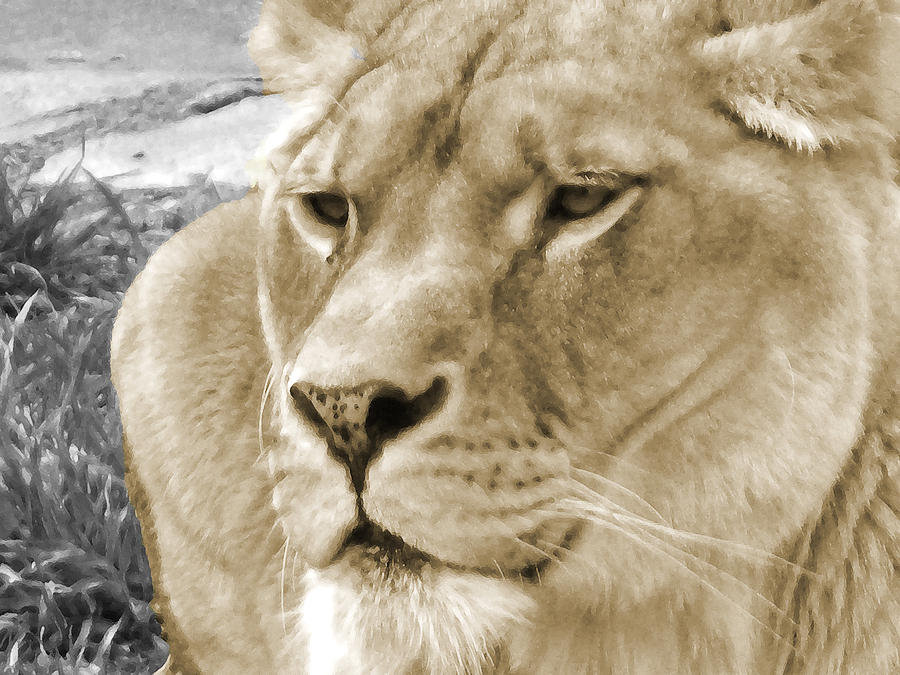Lioness In Sepia Photograph