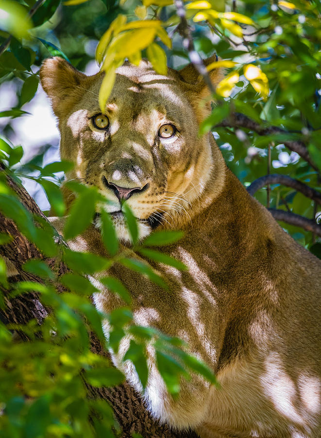 Lioness In Tree Photograph