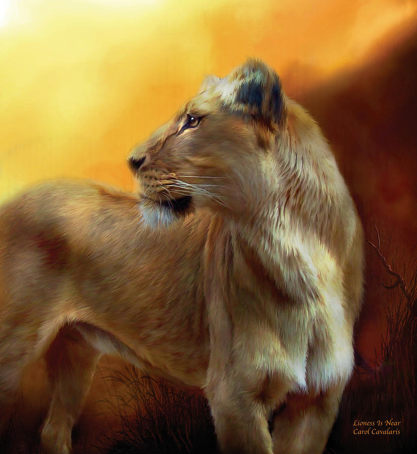 Lioness Is Near Mixed Media by Carol Cavalaris