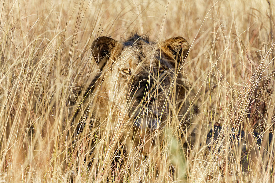 Lioness Laying In Tall Grass Photograph by Pixelchrome Inc