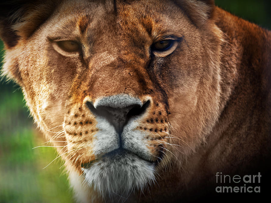 Wildlife Photograph - Lioness lion portrait by Michal Bednarek