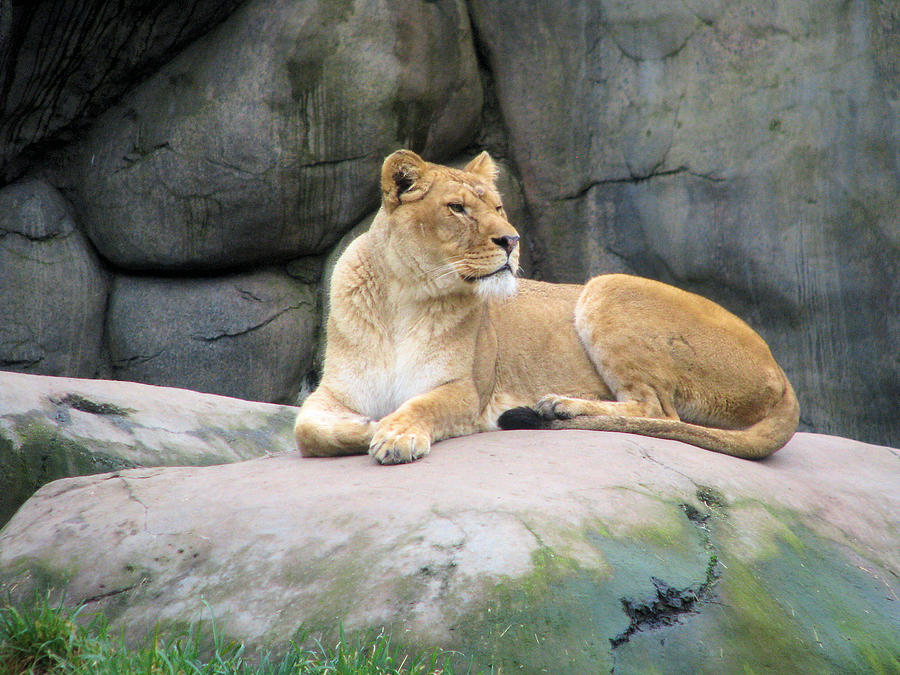 Lioness Photograph by Lora R Fisher
