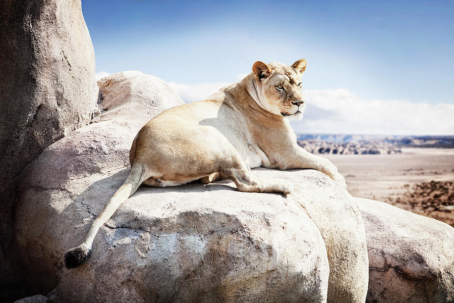 Lioness Lying On Rock Photograph by Vstock