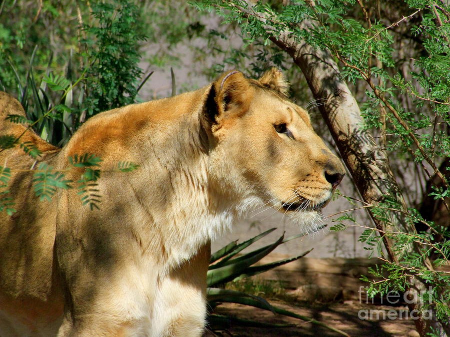 Lioness Photograph by Mary Deal