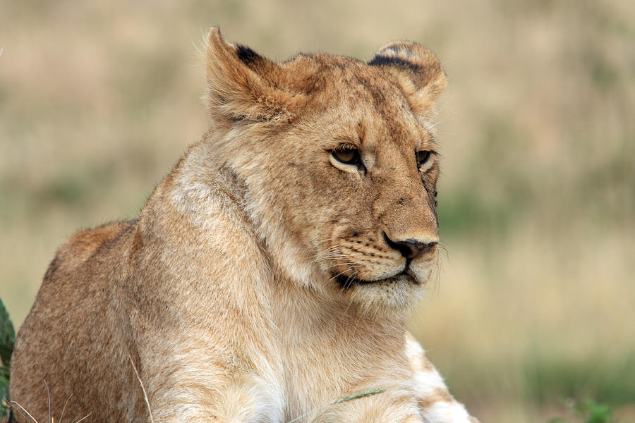 Wildlife Photograph - Lioness On The Masai Mara  #2 by Aidan Moran