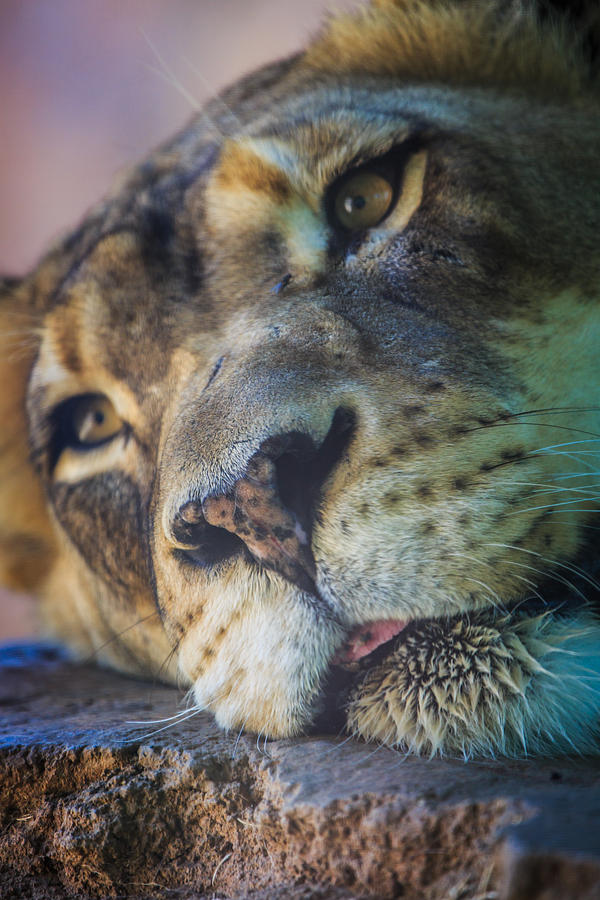 Lioness Photograph by Matthew Onheiber