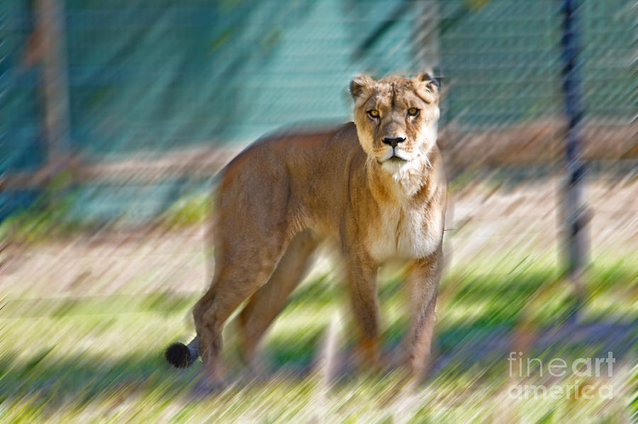 Lioness Photograph by Miroslava Jurcik