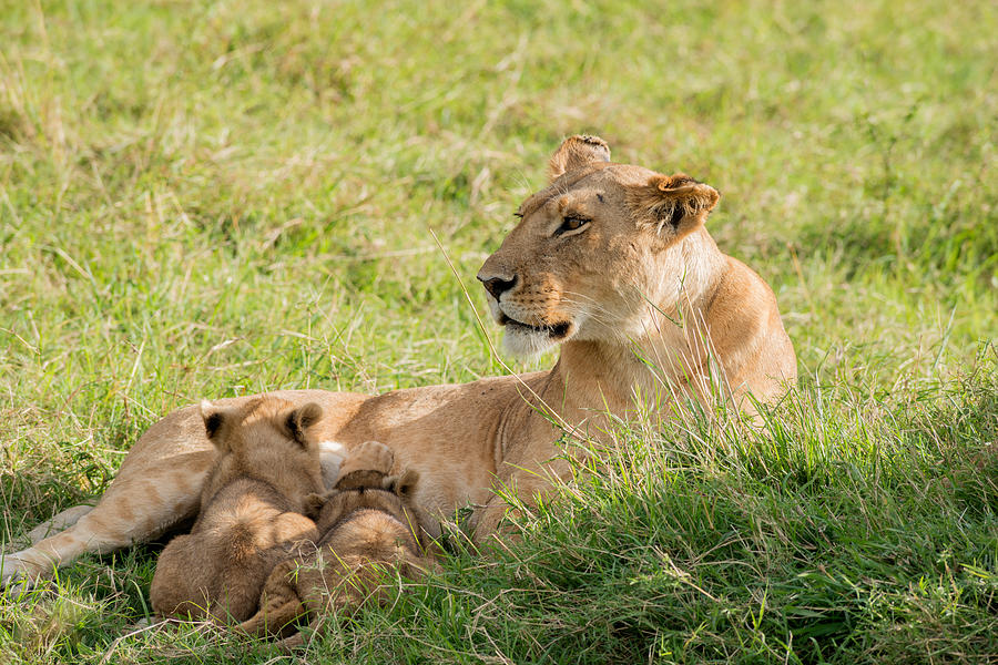 Lioness Nursing Cubs, Kenya Photograph by James Steinberg