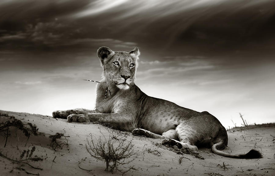 Wildlife Photograph - Lioness on desert dune by Johan Swanepoel