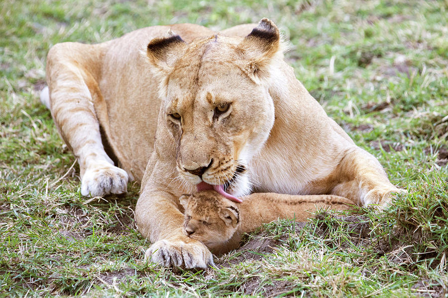 Lioness Panthera Leo Licking Cub, Masai Photograph by Julia Cumes ...