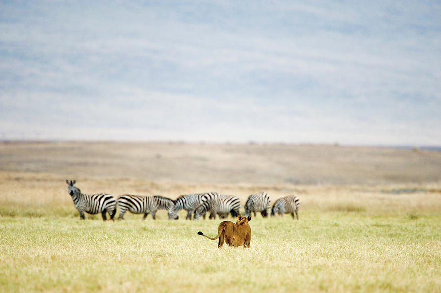 Lioness Panthera Leo Looking At A Herd Photograph by Animal Images ...