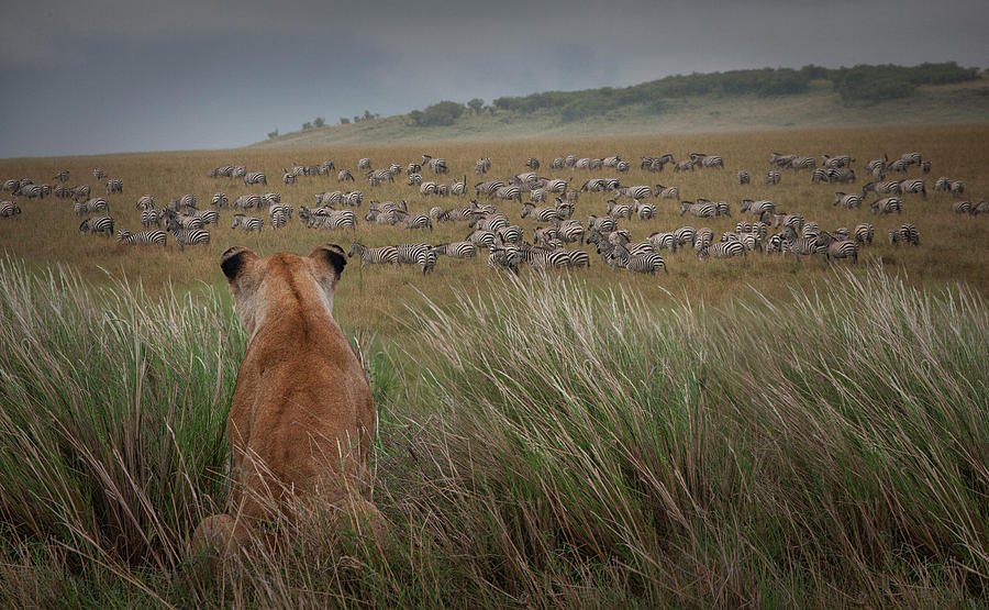 Lioness  Panthera Leo Watching Zebras Photograph by Buena Vista Images