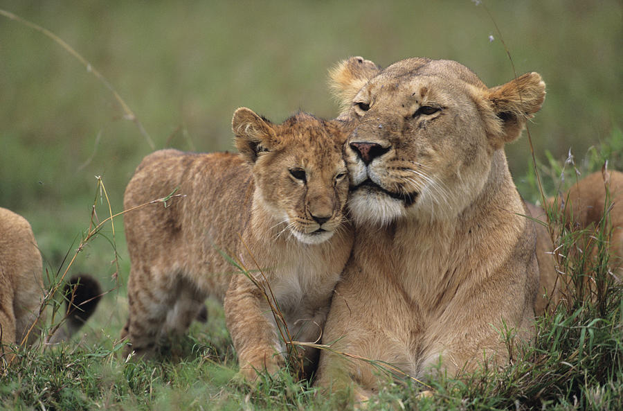 Lioness (Panthera leo) with cubs lying on grass, Kenya Photograph by Anup Shah