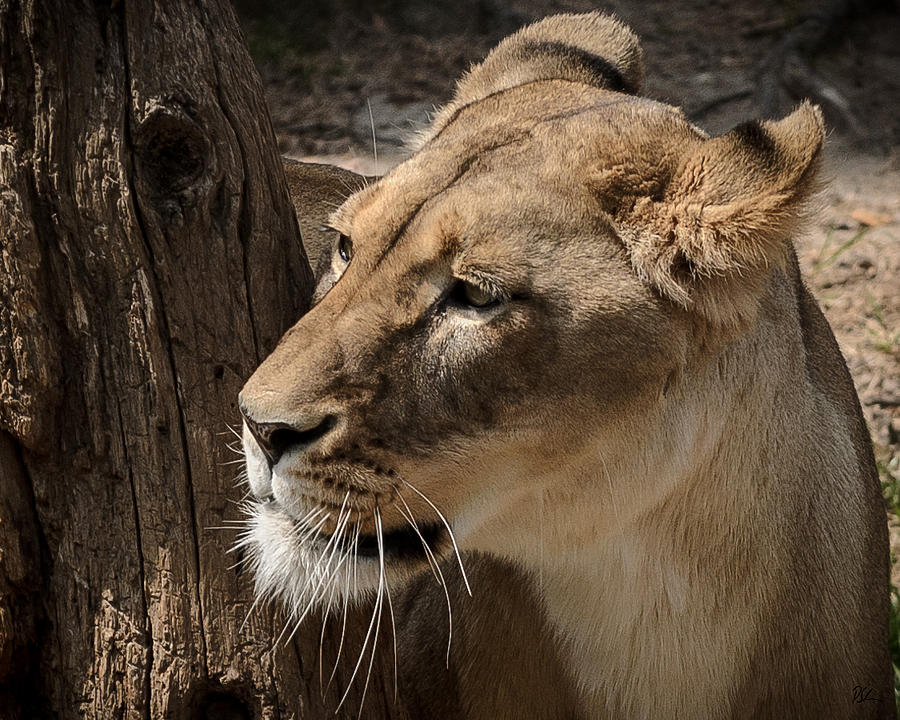 Lion Photograph - Lioness by Pat Scanlon Lion Photograph - Lioness by Pat Scanlon